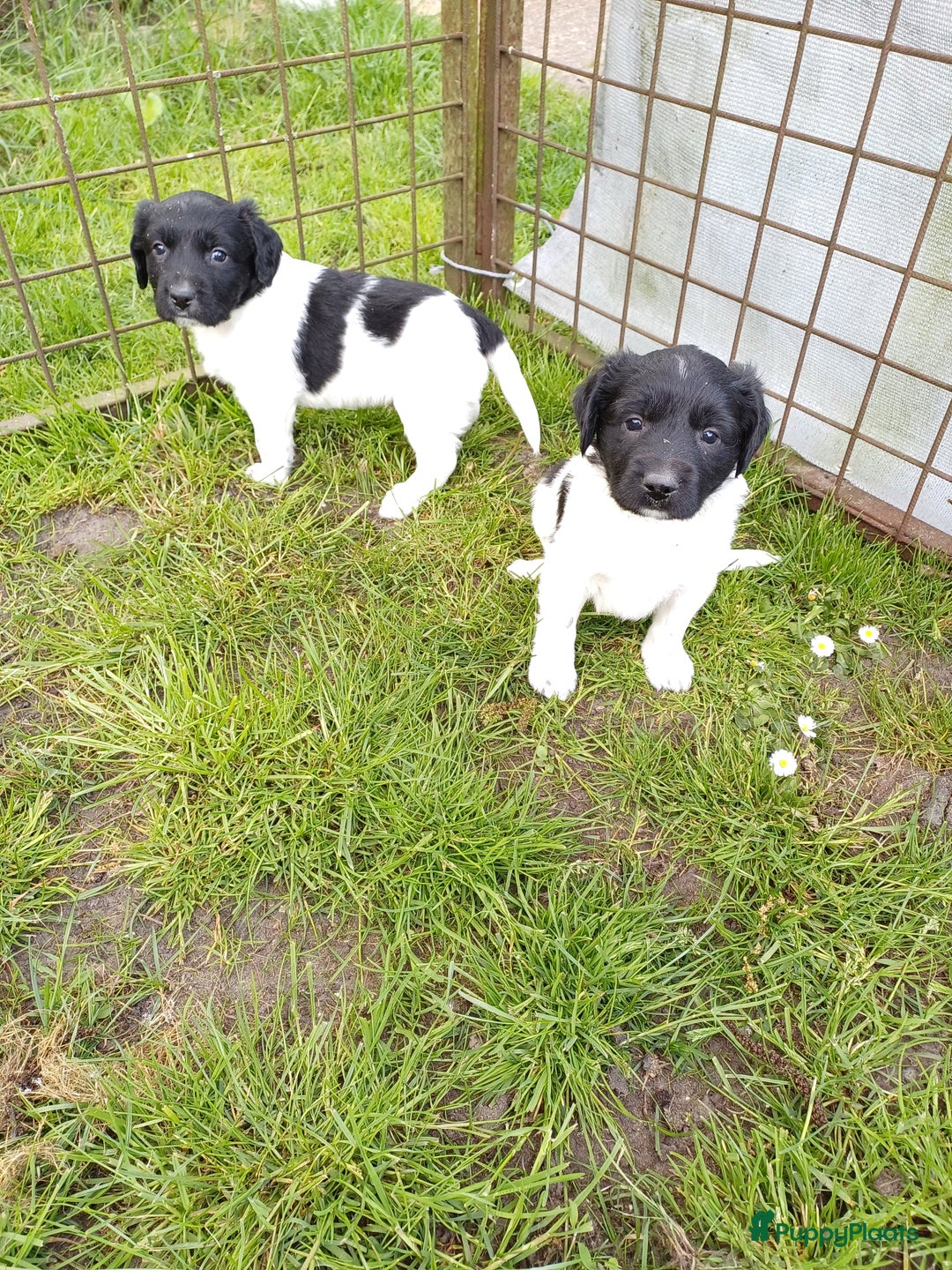 Friese Stabij honden te koop: Te koop 3 Friese stabij reutjes - Afbeelding 9