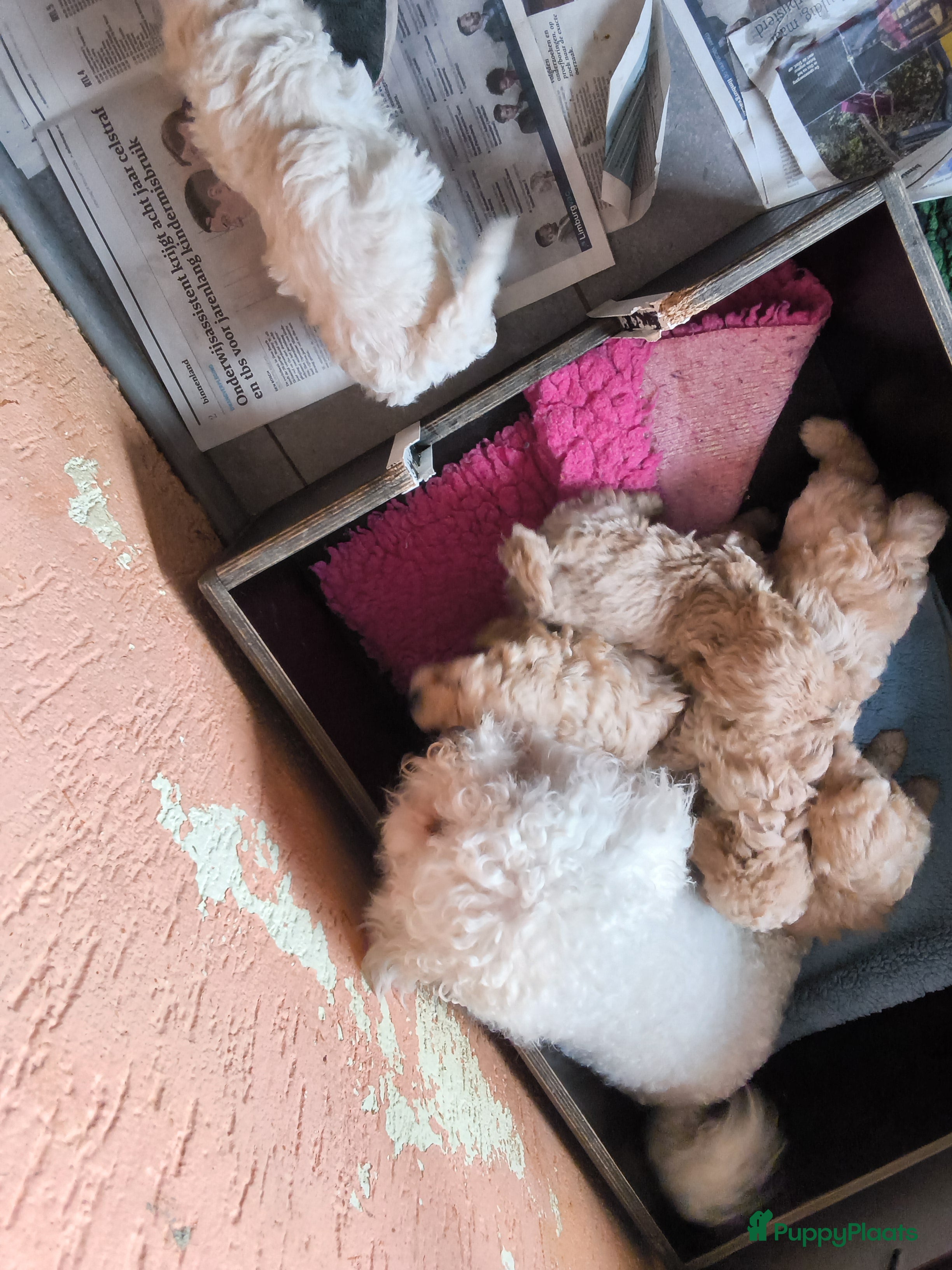 Maltipoo honden Pepper zoekt een leuk baasje - Advertentie 1