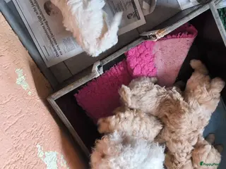 Maltipoo honden Pepper zoekt een leuk baasje - Advertentie 2
