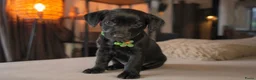 Kruising honden te koop: ❤️💙 Prachtige Doxiepoo's zoeken 4-ever home ❤️💙 - Advertentie 8