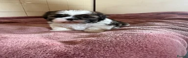 Shih Tzu Puppy 1
