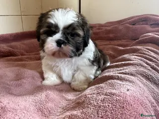 Shih Tzu honden Prachtig Shih tzu reutje - Advertentie 7