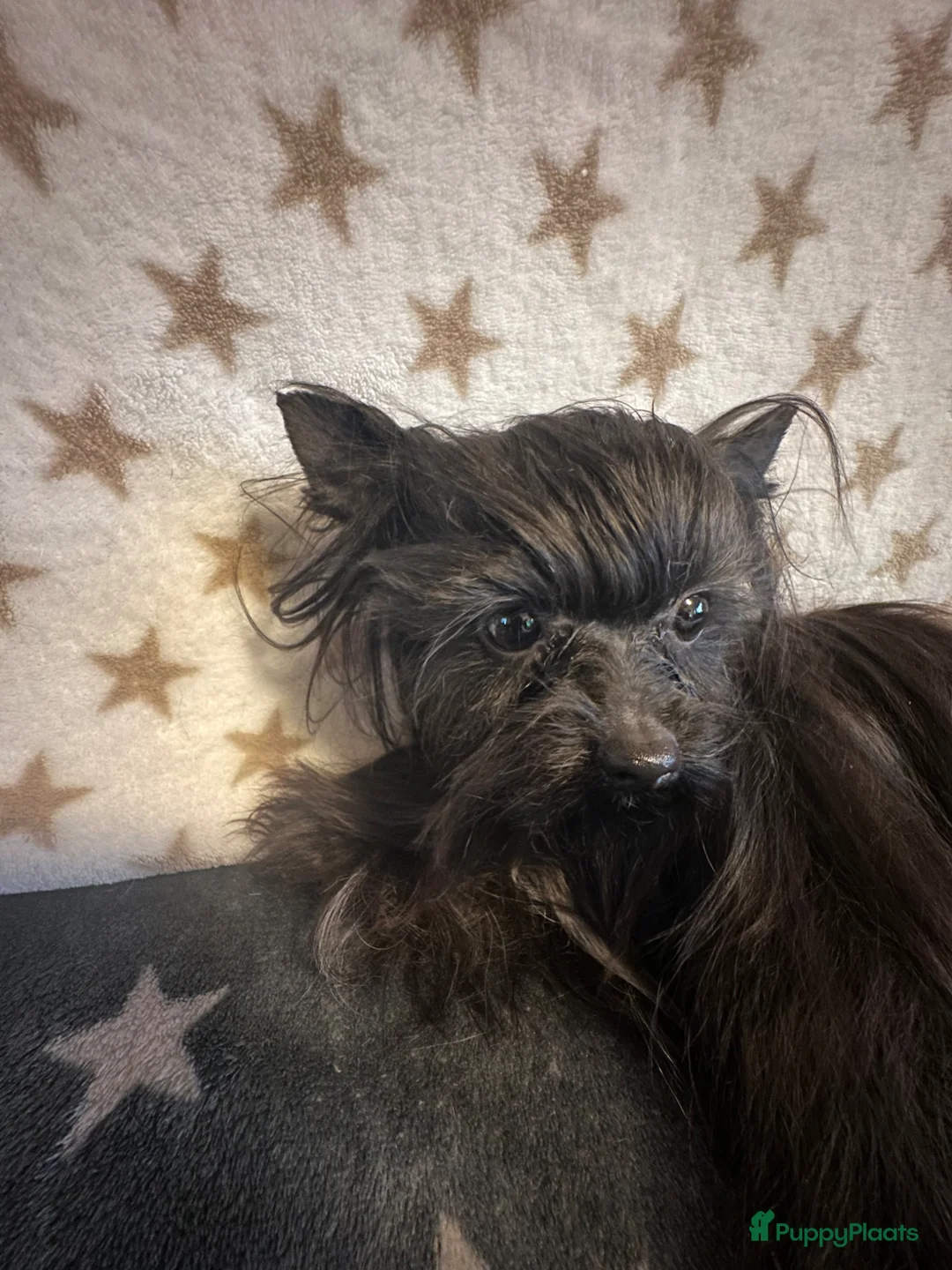 Yorkshire Terriër honden te koop: Zwarte Yorkshire Terrier met stamboom - Advertentie 2