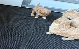 Labradoodle honden te koop: Prachtige Doodle - La Poodle pups te koop  - Afbeelding 6