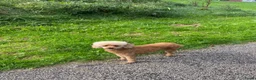 Poedel Toy honden te koop: Prachtig mooie toy poedel pupjes - Advertentie 3