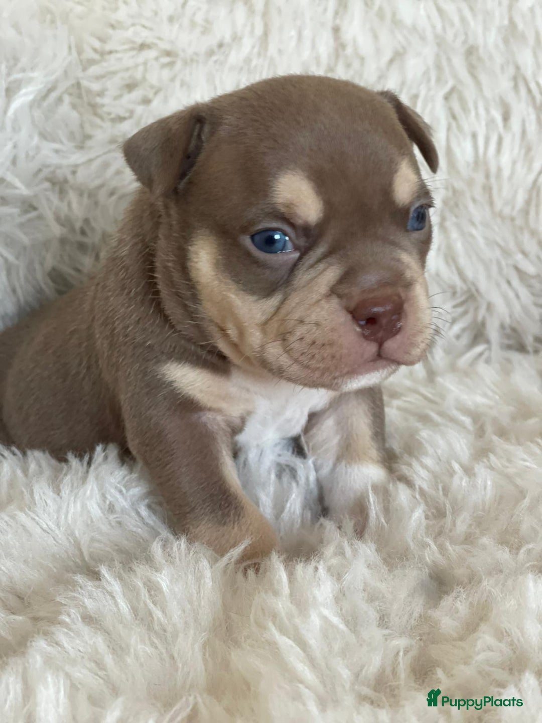 Amerikaanse Bully honden te koop: American Bully micro/pocket  - Advertentie 7