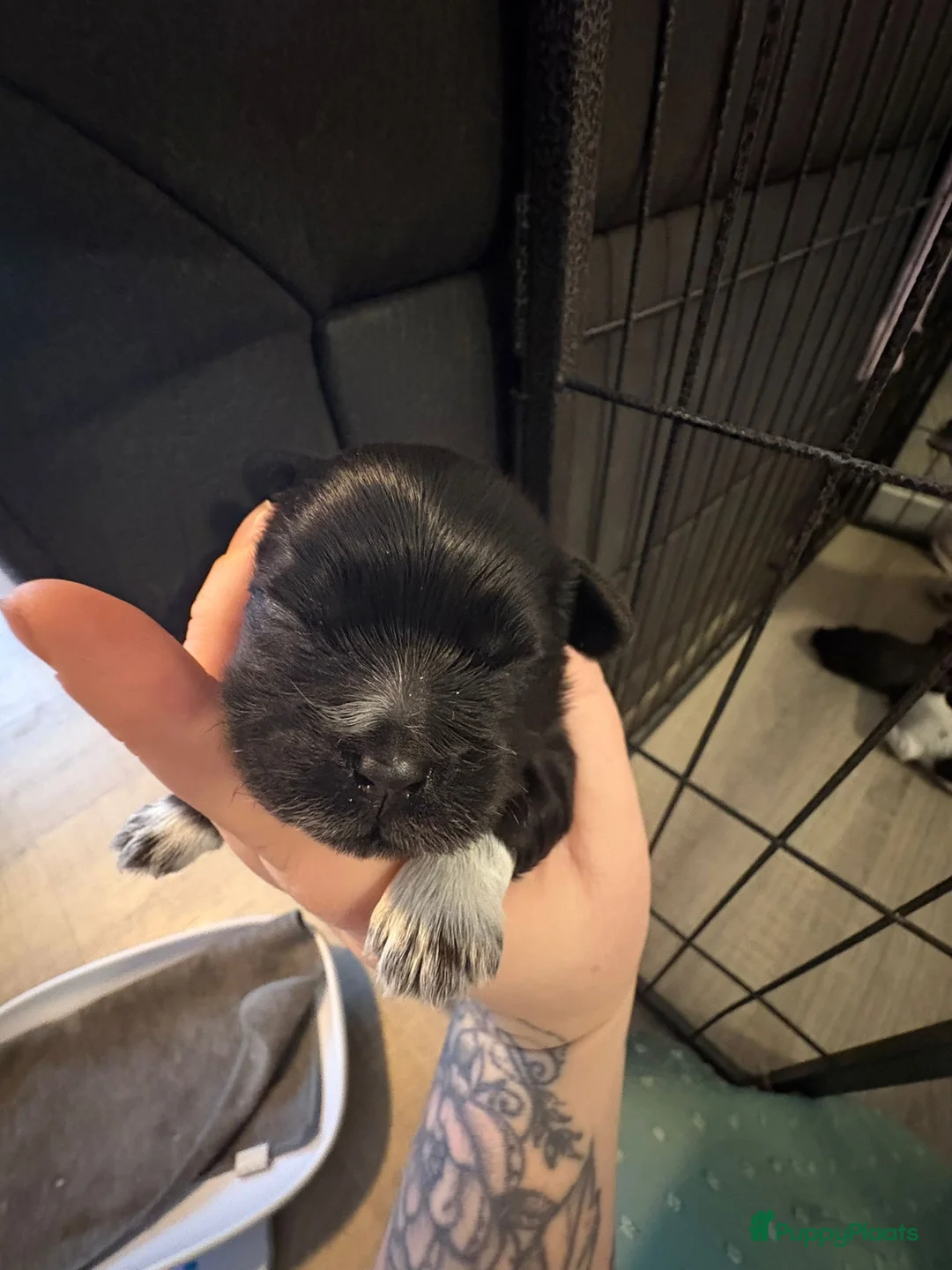 Kruising honden te koop: Mooie shitzuboomer - Advertentie 23