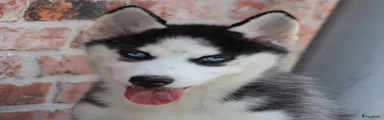 Siberische Husky 1