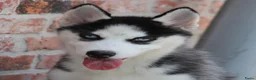 Siberische Husky honden te koop: Husky pup - Advertentie 5