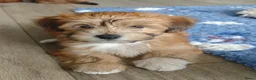 Havanezer honden te koop: Nog 1 Havanezer reutje beschikbaar - Advertentie 12