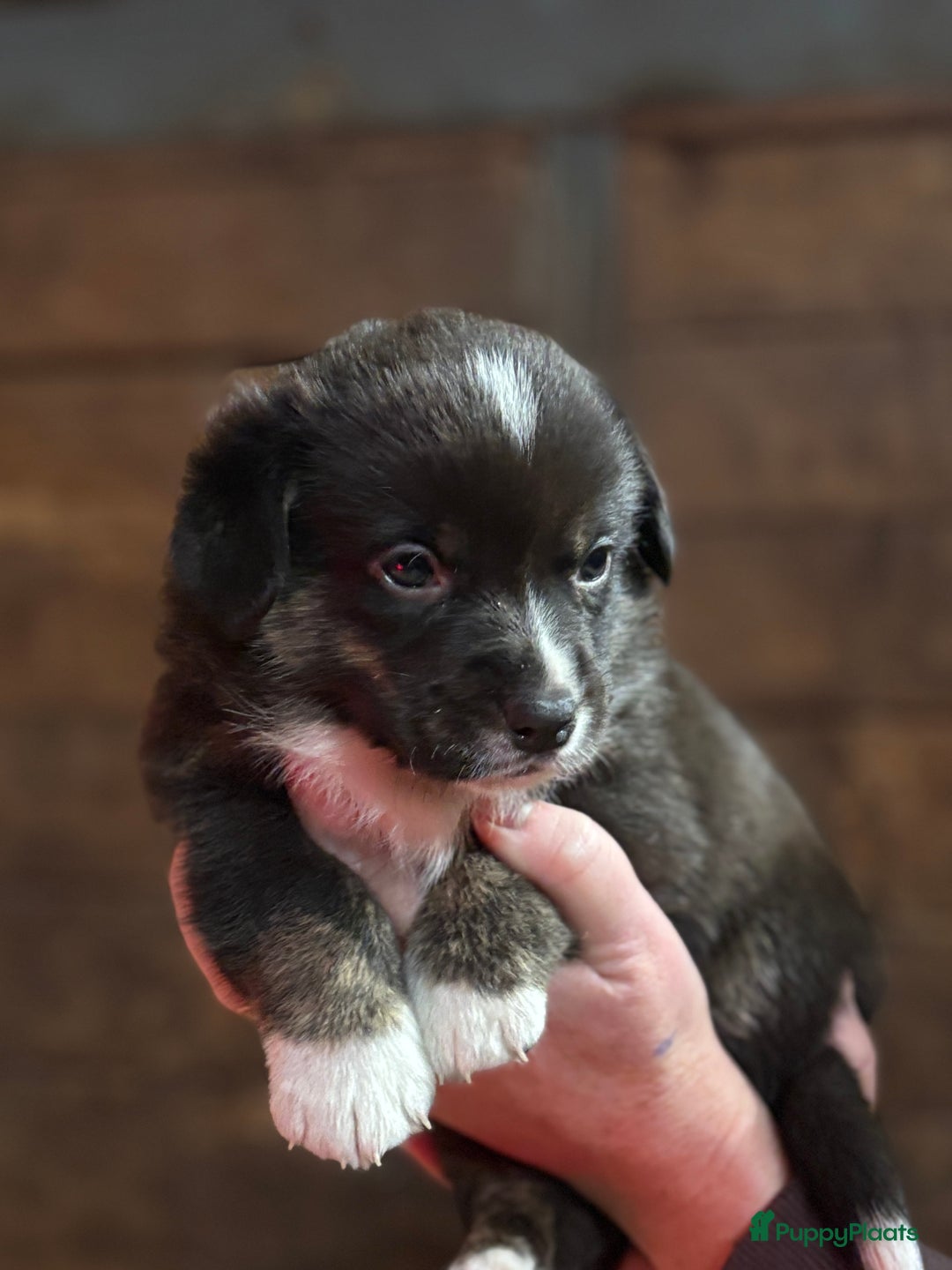 Welsh Corgi Cardigan honden te koop: Welsh Corgi Cardigan pups - Advertentie 4