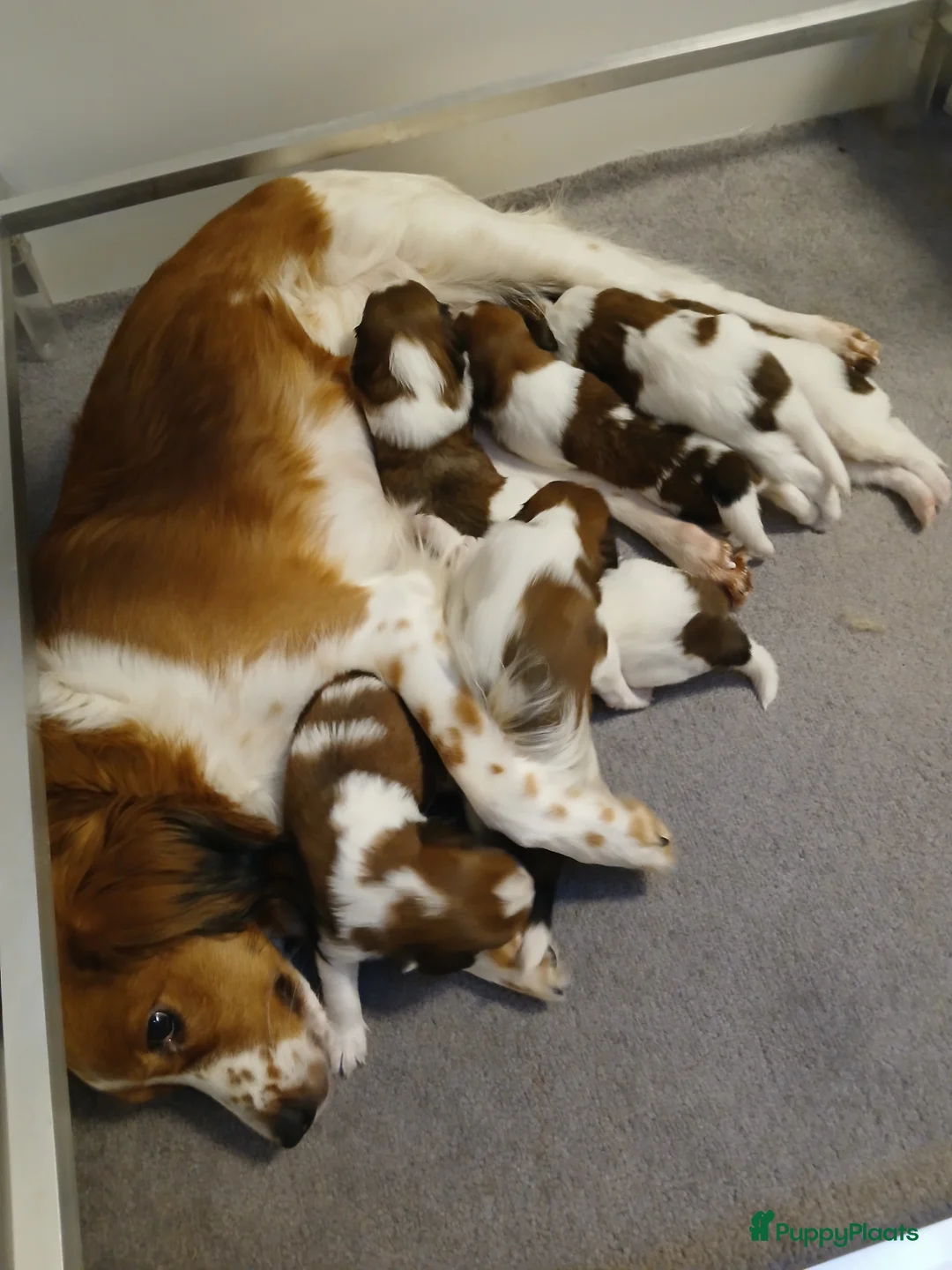Kooikerhondje honden te koop: Supper liever  nestje kooiker pups van 7 - Advertentie 5