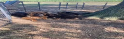 Duitse Herder honden te koop: Langharige Duitse herder puppy’s met rechter rug.  - Advertentie 7