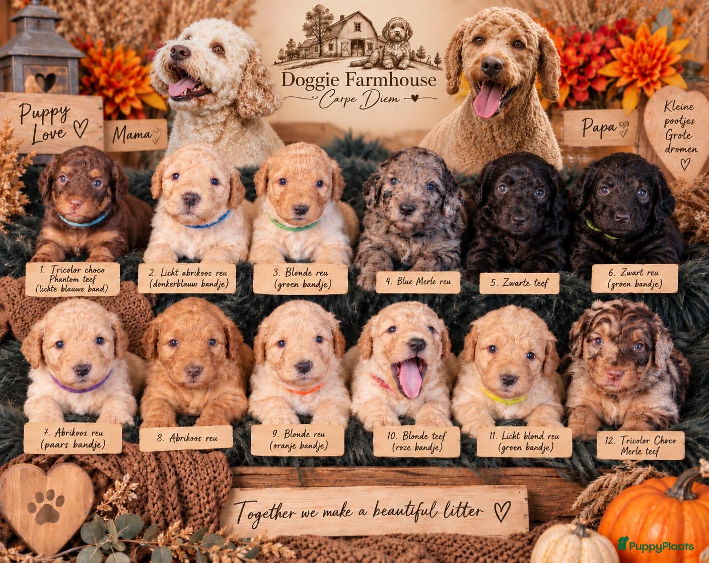 Kruising honden Multigen Bernedoodle Medium pups beschikbaar - Advertentie 1