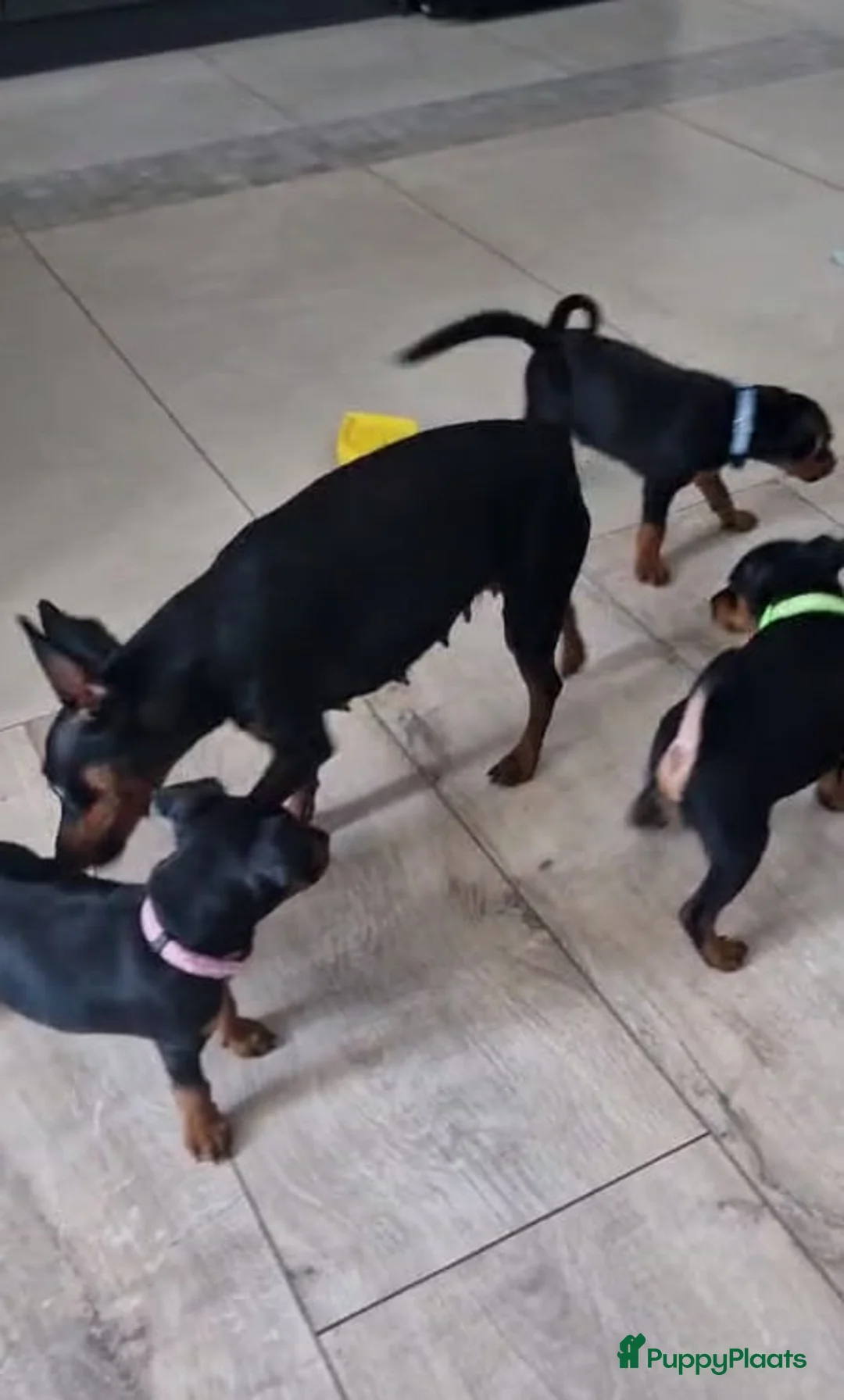 Dwergpinscher honden te koop: Dwergpinscherpuppy's - Advertentie 3