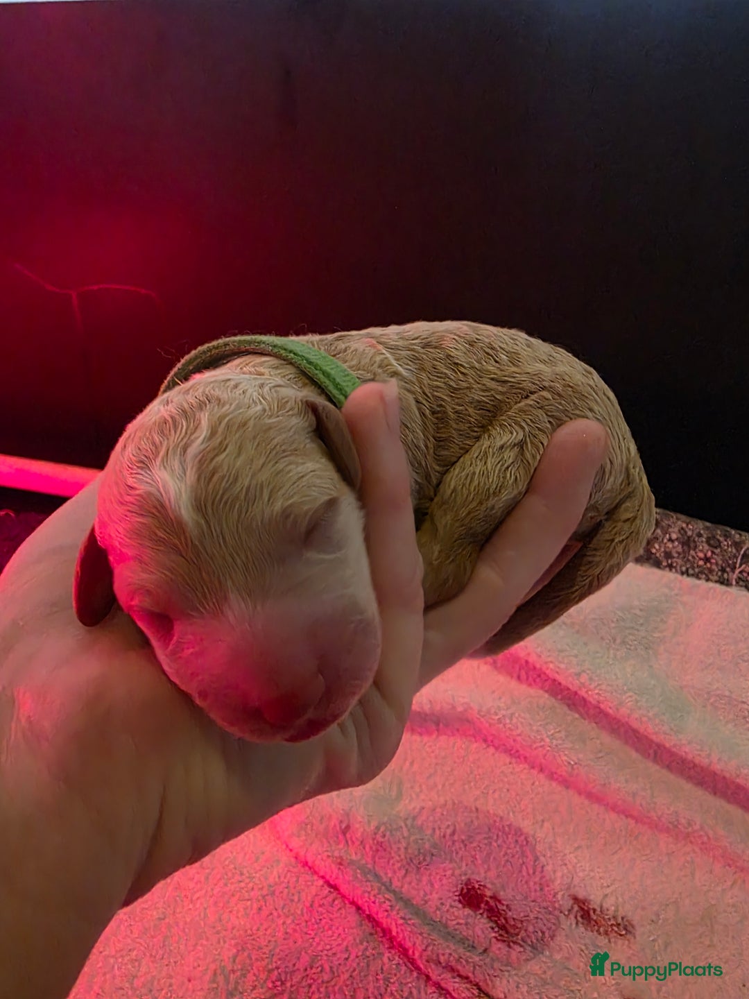 Goldendoodle honden te koop: 🐶 Goldendoodle pups medium - Advertentie 10