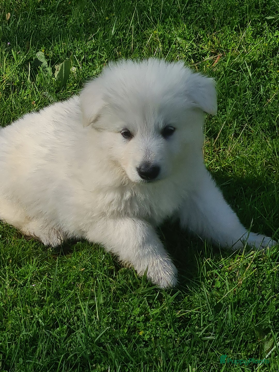 Zwitserse Witte Herdershond honden te koop: super mooie goed gesocialiseerd witte herder pups  - Afbeelding 7