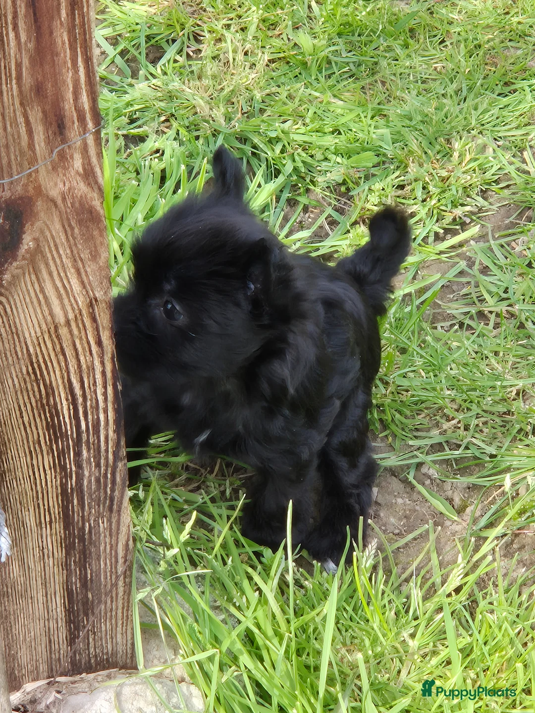 Chinese Naakthond honden te koop: Zwart powderpuff teefje pup - Advertentie 2