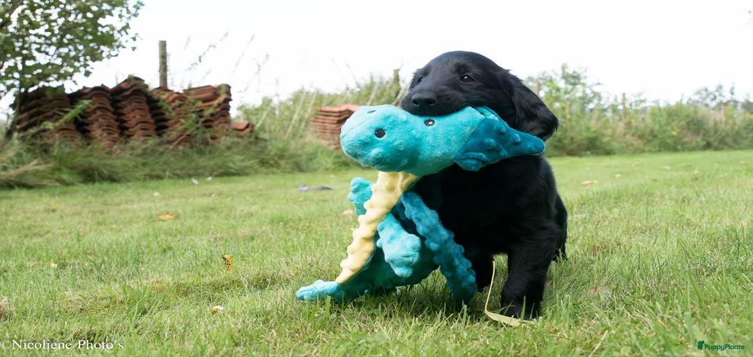 Galerij afbeelding {{count}}