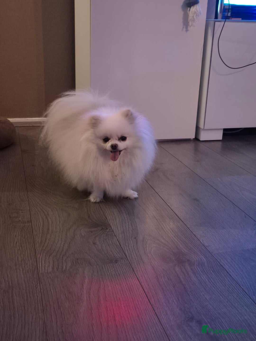 Pomeriaan honden te koop: Lieve mooie pomeriaan crème/wit - Advertentie 3