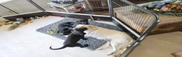 Labradoodle honden te koop: Laatste 2 labradoodles zoeken een eigen huisje - Advertentie 5