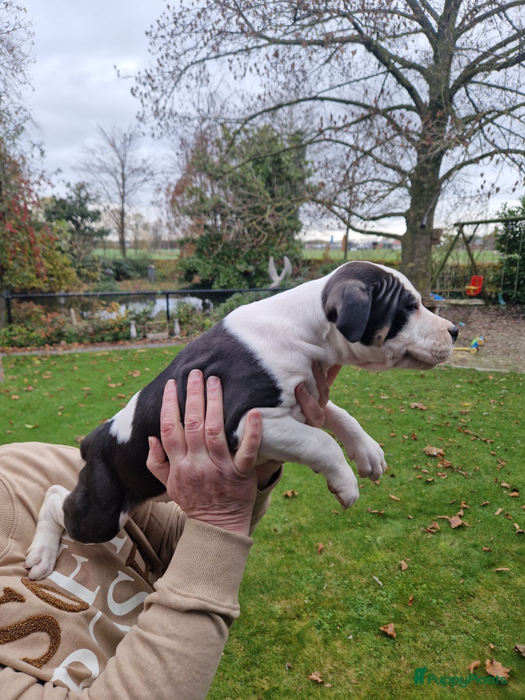 American Staffordshire Terriër honden te koop: mooie stafford pups - Advertentie 8