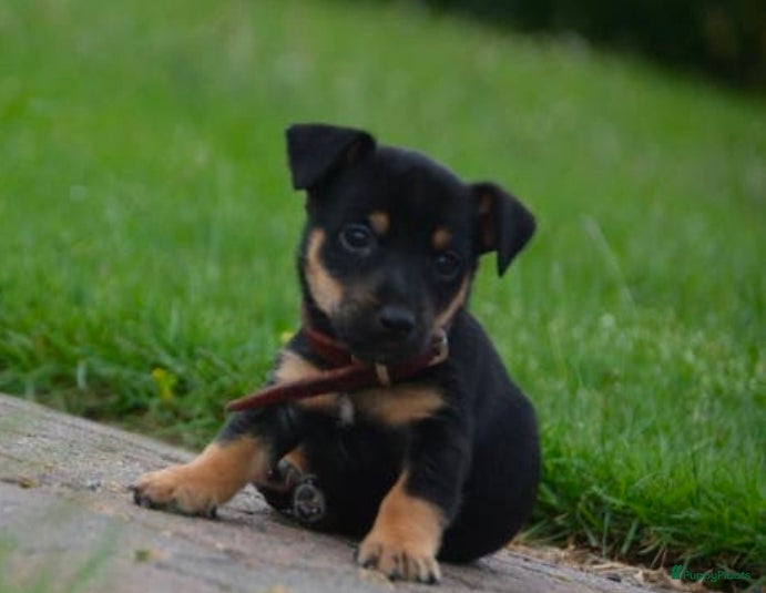 Jack Russel Terriër honden te koop: Supermooie Jack-Russell pups,  groeien op in huis. - Advertentie 8
