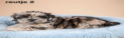 Kruising honden te koop: Prachtige boomer pups. Shih tzu maal maltezer. - Advertentie 13