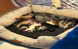 Chihuahua honden te koop: Zwart/wit teefje gereserveerd  - Afbeelding 7
