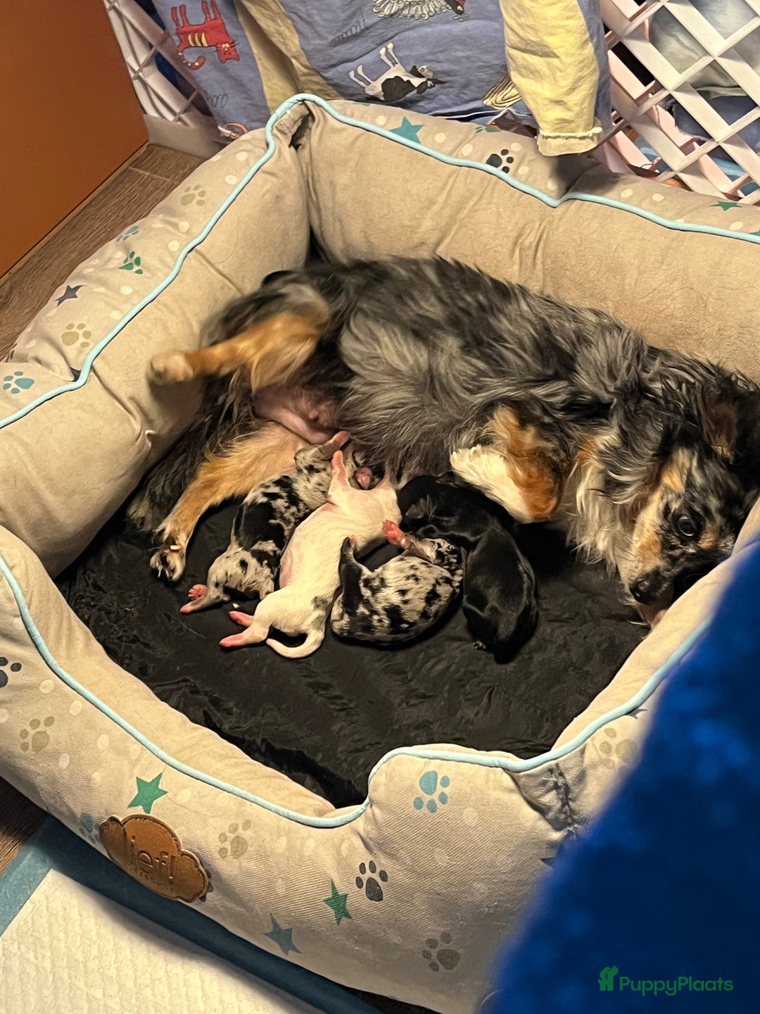 Chihuahua honden te koop: Zwart/wit teefje gereserveerd  - Afbeelding 7
