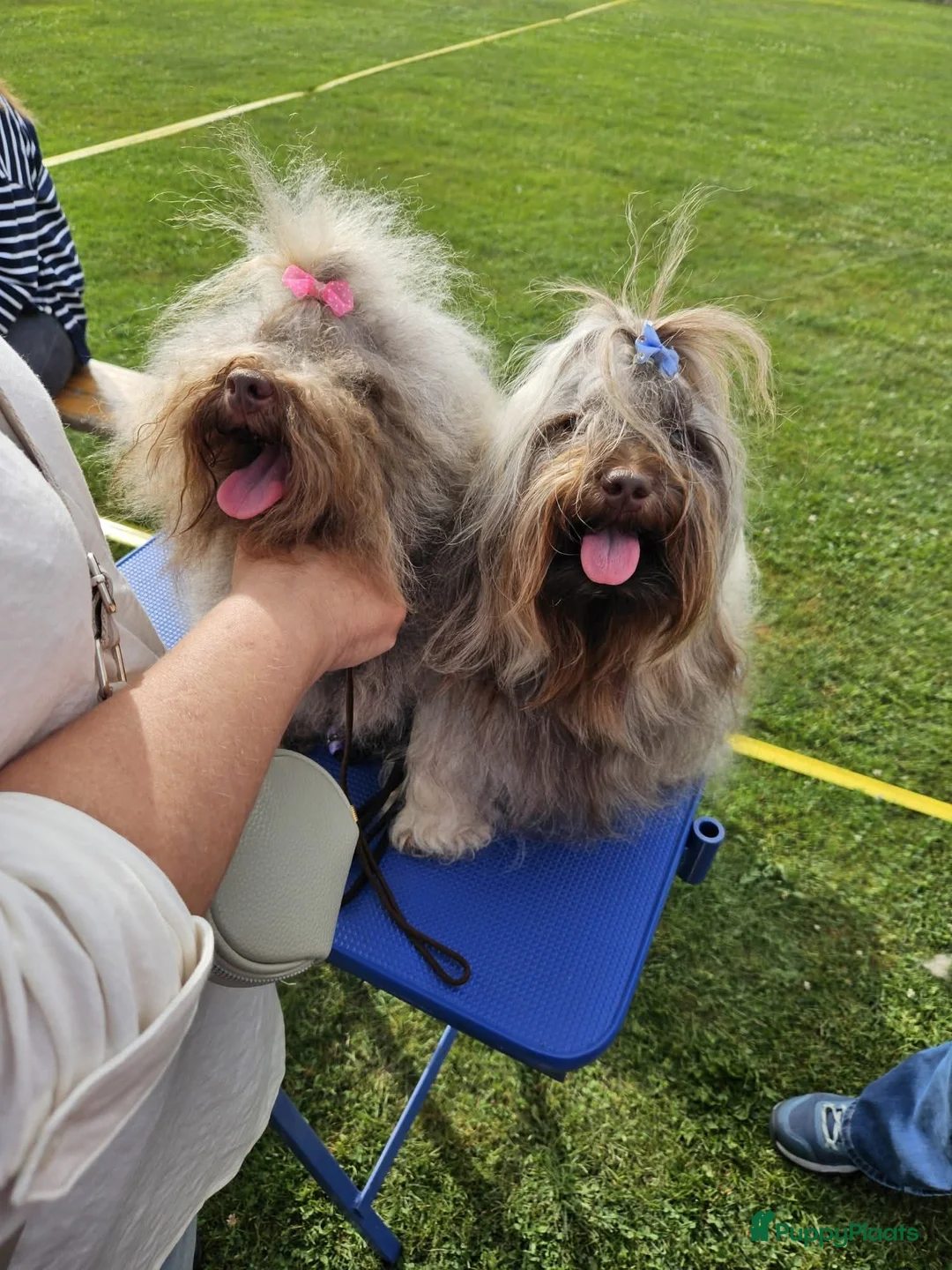 Bolonka Zwetna honden te koop: Bolonka zwetna pups - Advertentie 1