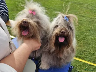 Bolonka Zwetna honden Bolonka zwetna pups - Advertentie 1