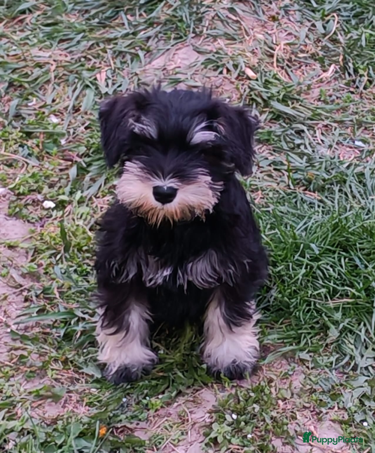 Dwergschnauzer honden Dwergschnauzer pups - Advertentie 11