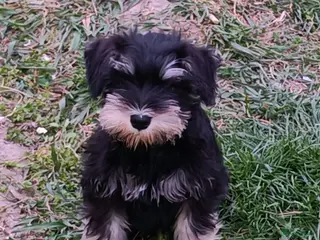 Dwergschnauzer honden Dwergschnauzer pups - Advertentie 11