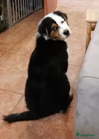 Australian Shepherd honden 2x reupup Australian Shepherd - Advertentie 2