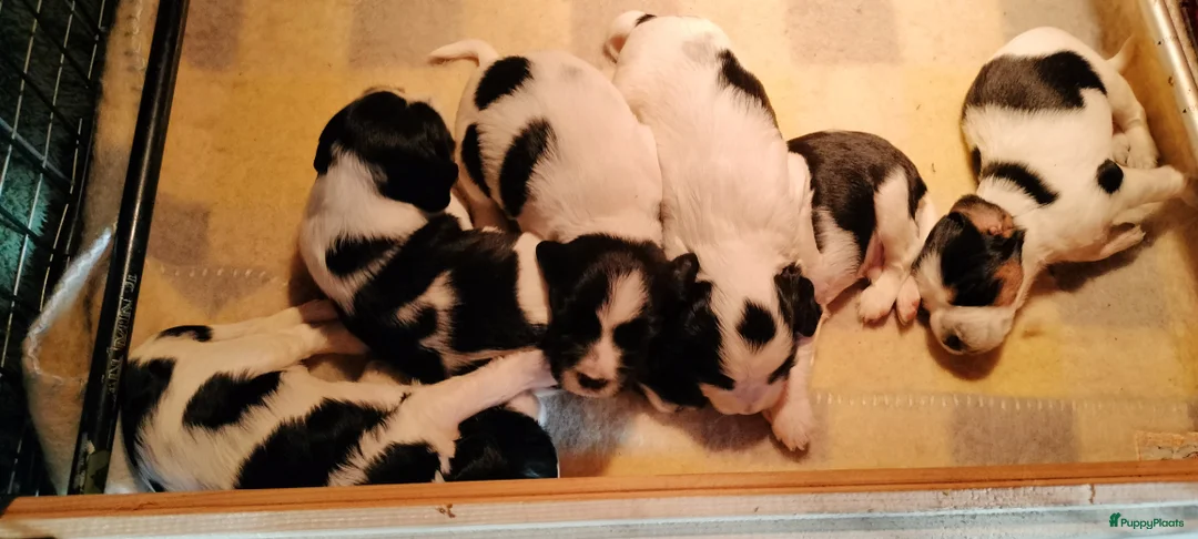 Kruising honden te koop: Tobekan pups Tibetaanse terrier x Cocker Spaniel  - Advertentie 6