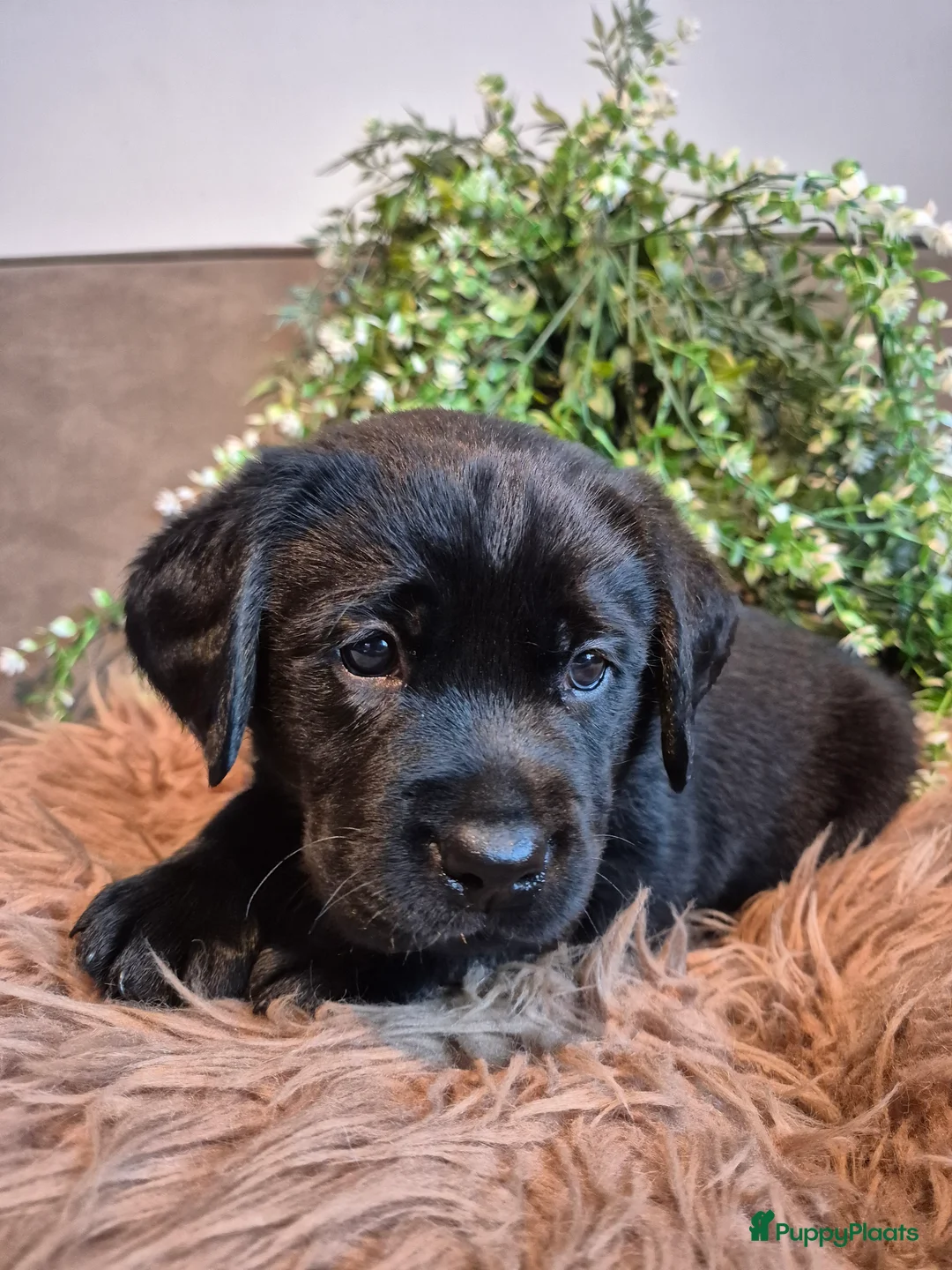 Labrador Retriever honden te koop: Labrador Retriever pups met stamboom  - Advertentie 8