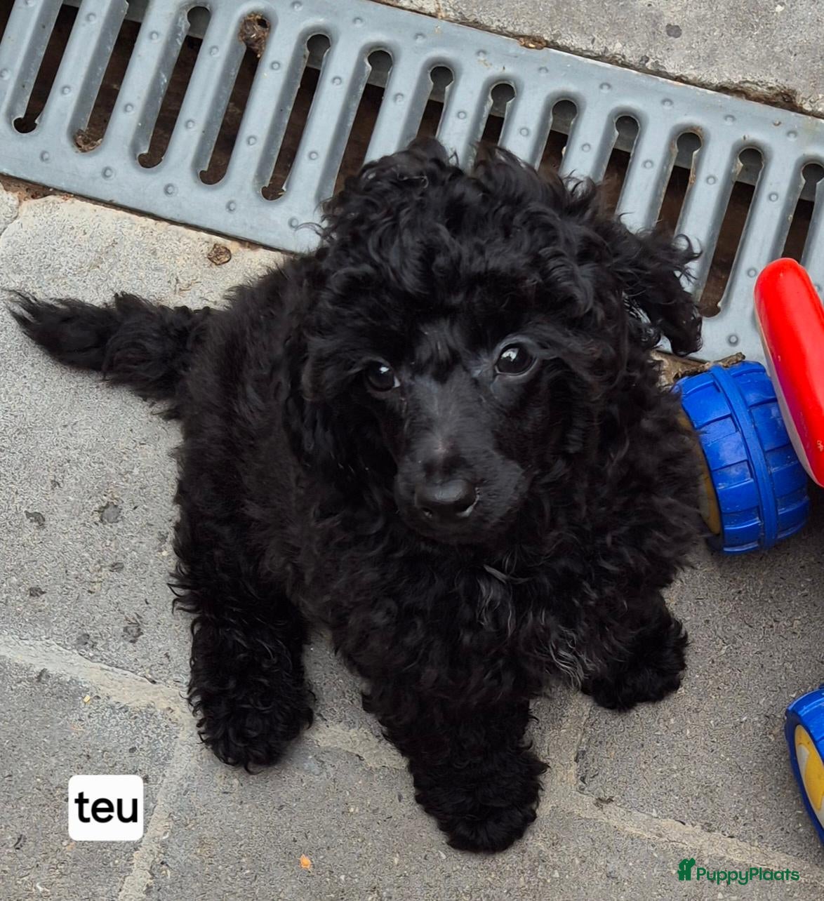 Dwergpoedel honden Mooie Dwergpoedel pups - Advertentie 14