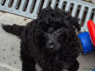 Dwergpoedel honden Mooie Dwergpoedel pups - Advertentie 14