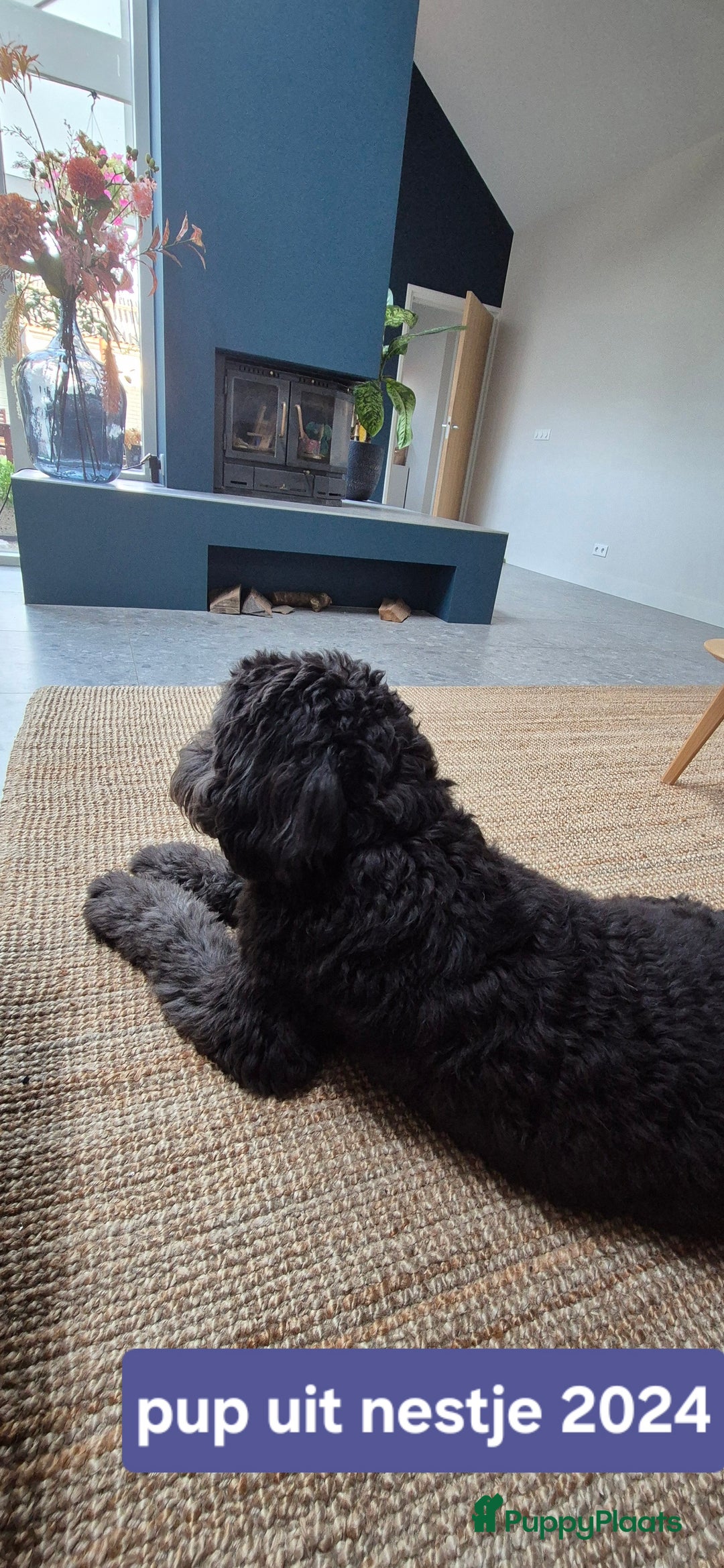 Kruising honden te koop: Bordoodle pups (F1) te koop! - Advertentie 6