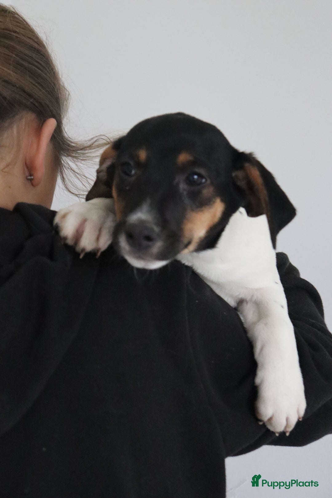 Jack Russel Terriër honden te koop: lieve Jack Russel pups  - Advertentie 20