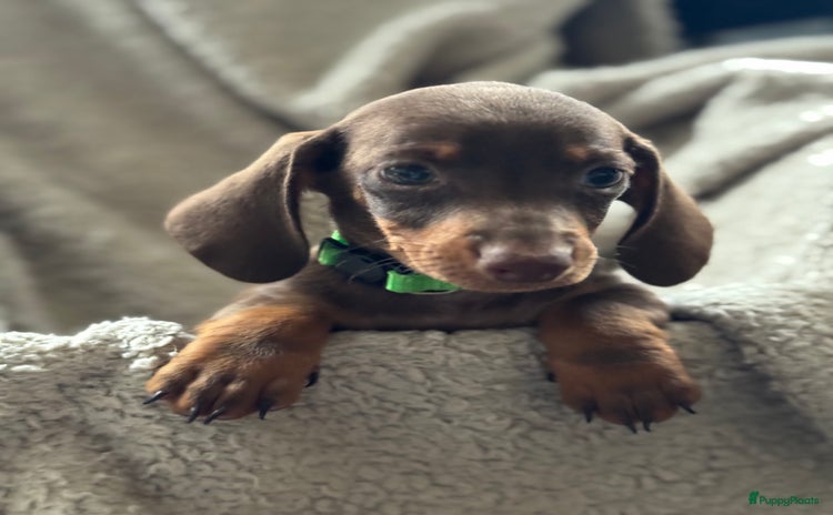 Teckel (korthaar)  honden - Advertentie 1