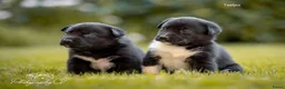 Kruising honden te koop: Huskador pupjes (labrador x Husky) - Advertentie 2