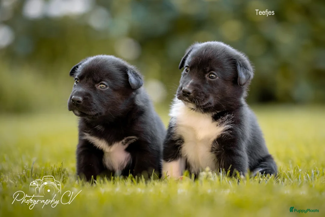 Kruising honden te koop: Huskador pupjes (labrador x Husky) - Advertentie 2