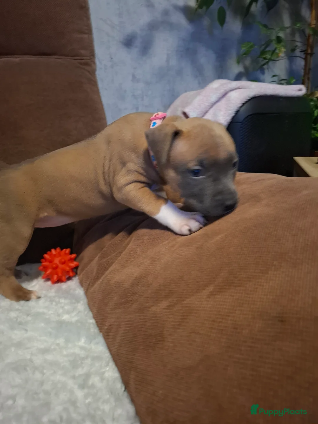 American Staffordshire Terriër honden te koop: American Staffordshire Terriers Pupps  - Advertentie 21