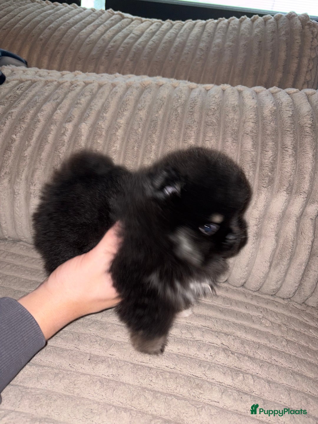 Pomeriaan honden te koop: Pomeriaan pup - Advertentie 5