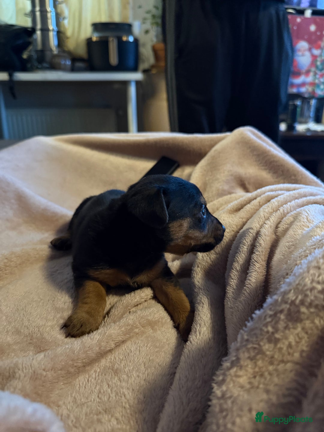 Jack Russel Terriër honden te koop: Jack russel pups - Advertentie 11