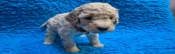Cockapoo honden te koop: Kleine maat cockapoo pups - Advertentie 37