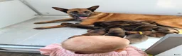 Kruising honden te koop: Prachtige Border Collie x Mechelse Herder pups F1 - Advertentie 6