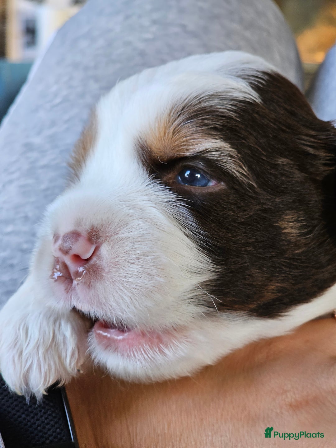 Kruising honden te koop: Aussidoodle pups - Advertentie 7